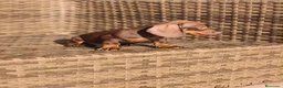 Teckel Miniatura perros en venta: Teckel Mini chocolate hembra y macho  - Anuncio 6