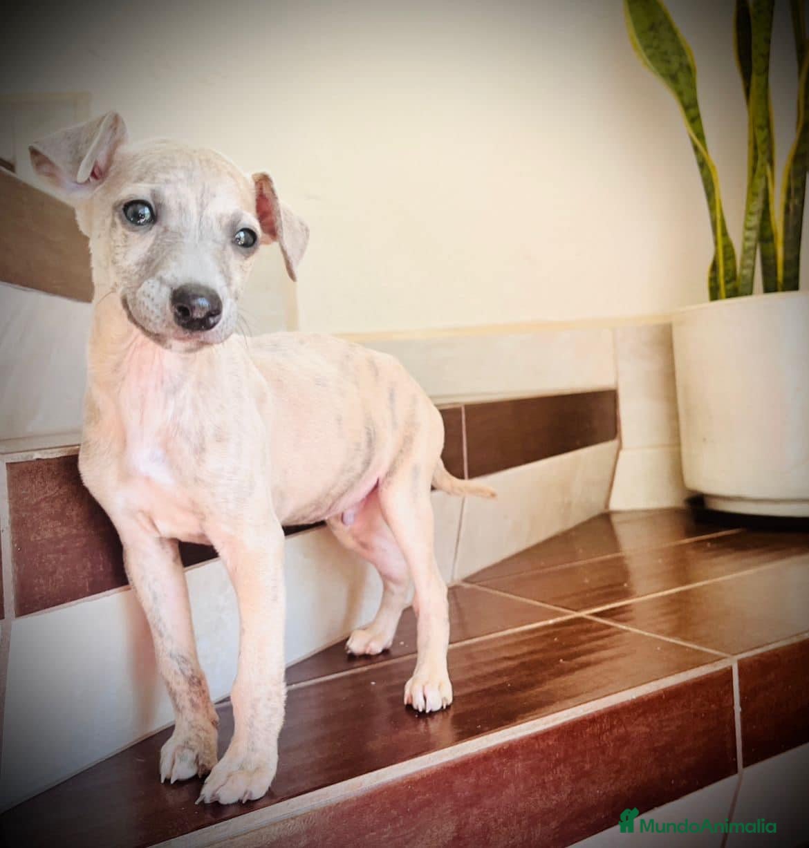 Whippet perros en venta: CACHORROS WHIPPET  - Anuncio 1