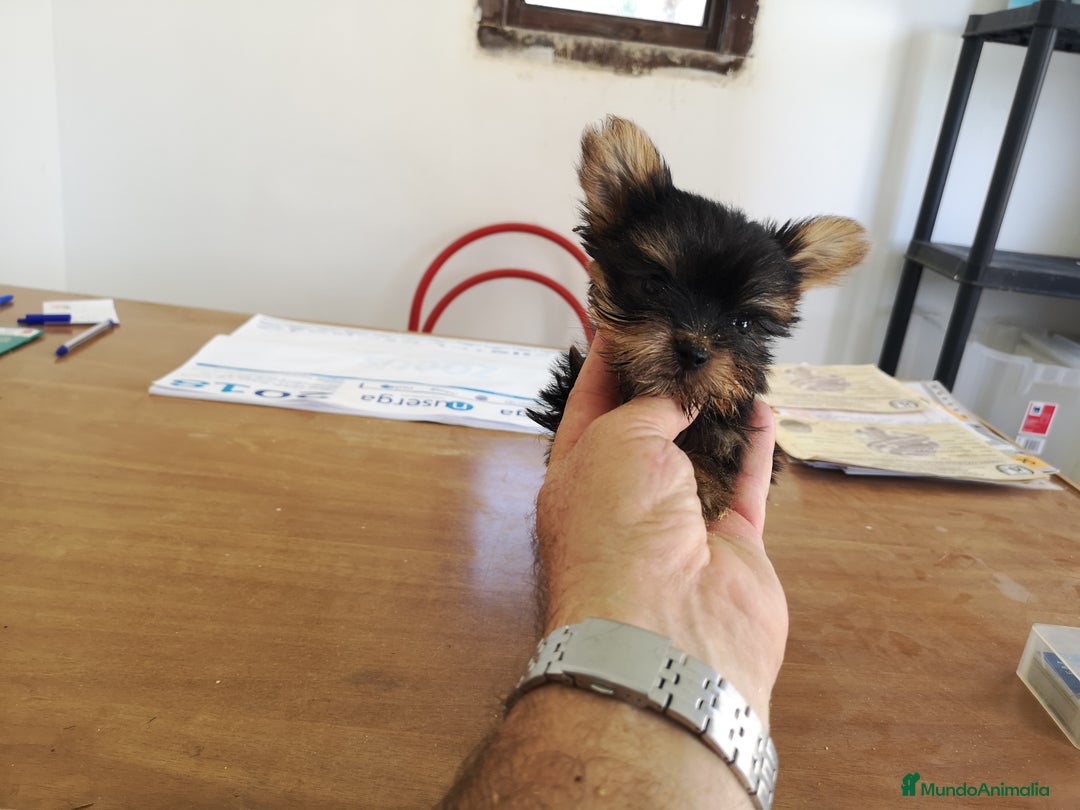 Yorkshire Terrier perros en venta: Espectaculares cachorritos yorkshire  - Anuncio 2
