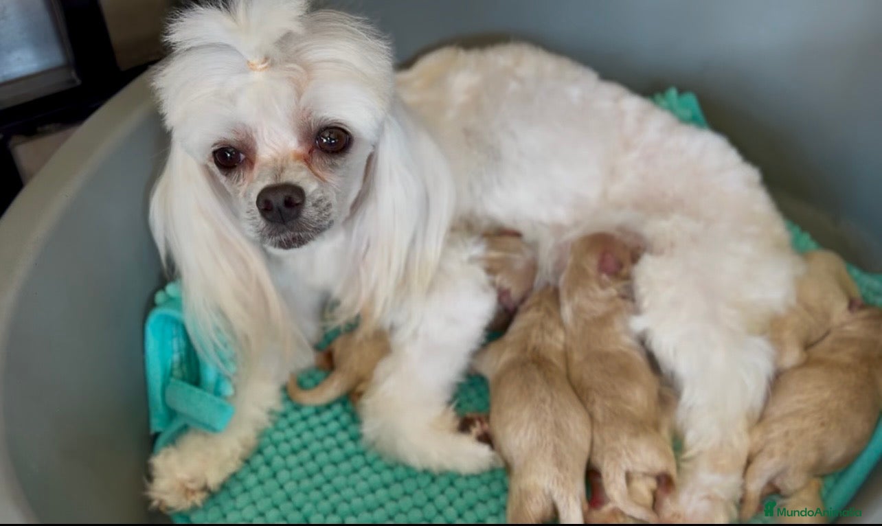 Raza Mixta perros THELUXEPUPPYS MALTIPOOS - Anuncio 1