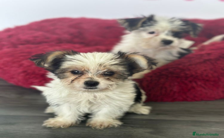 Biewer Yorkshire Terrier a la Pom Pon perros - Anuncio 9