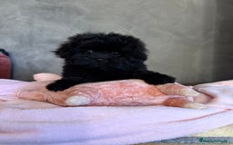 Shihpoo perros en venta: Preciosos Cachorritos  ShihPoo en Villarta - Imagen 4