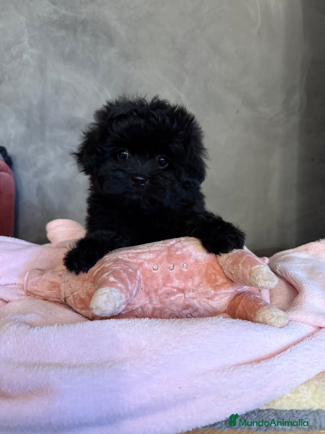 Shihpoo perros en venta: Preciosos Cachorritos  ShihPoo en Villarta - Imagen 4