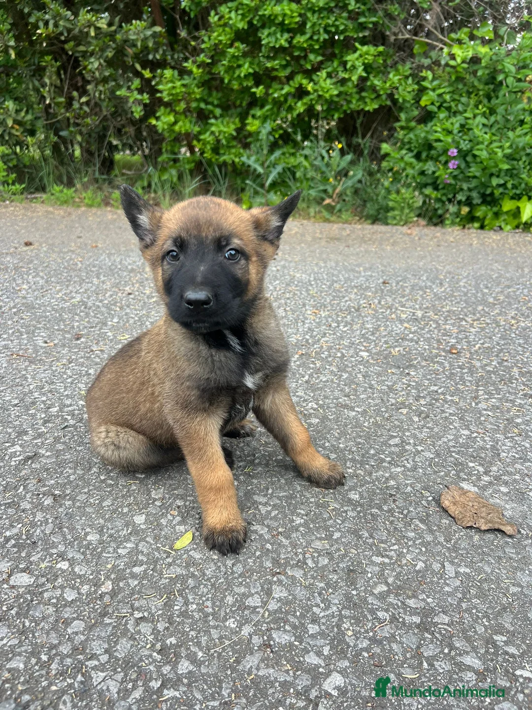 Pastor Belga Malinois perros en venta: Pastor belga malinois  en La Rioja - Anuncio 5