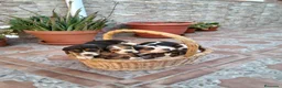 Beagle perros en venta: Beagles de calidad, económicos - Anuncio 2