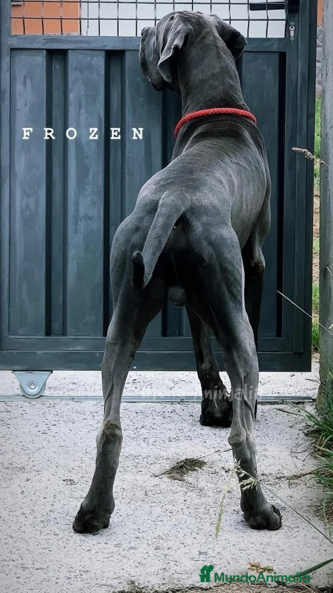 Imagen de galería {{count}}