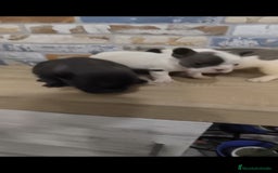 Bulldog Francés perros en venta: Bulldog francés exóticos  - Imagen 4