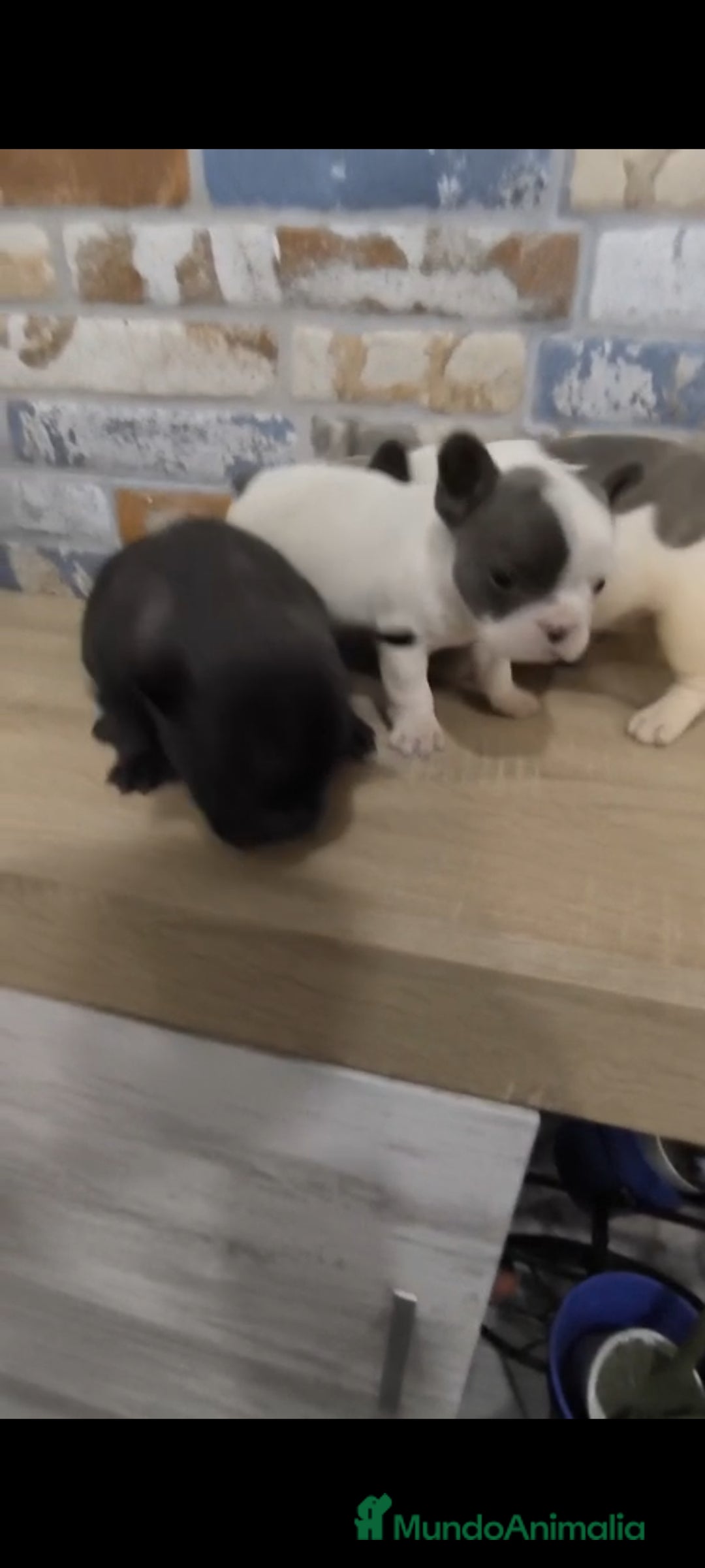 Bulldog Francés perros en venta: Bulldog francés exóticos  - Imagen 4