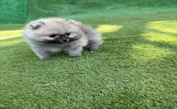 Pomerania perros - Propaganda 2
