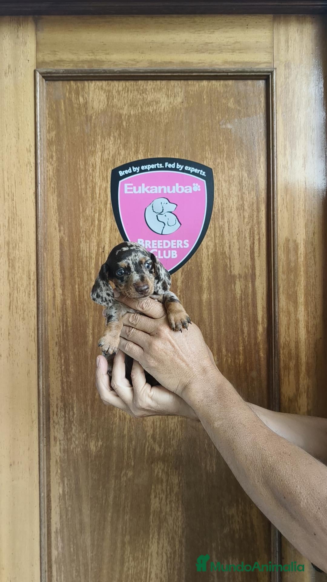 Teckel Miniatura perros Teckel miniatura  - Anuncio 2