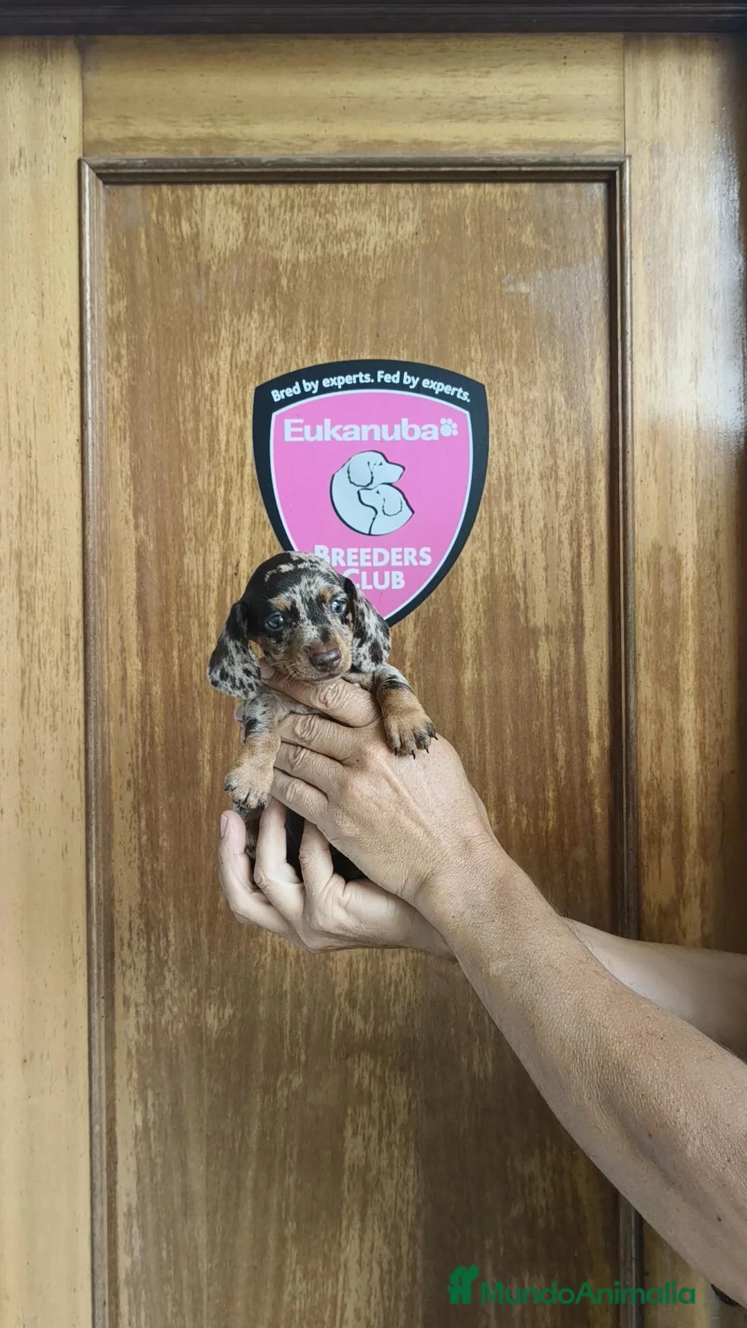 Teckel Miniatura perros en venta: Teckel miniatura  - Anuncio 2