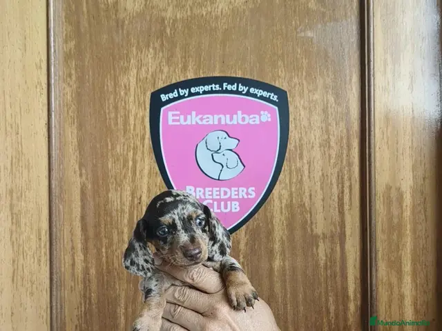 Teckel Miniatura perros en venta: Teckel miniatura - Anuncio 2