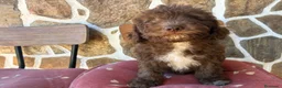 Perro de Agua Español perros en venta: Cachorros perro agua  - Anuncio 4