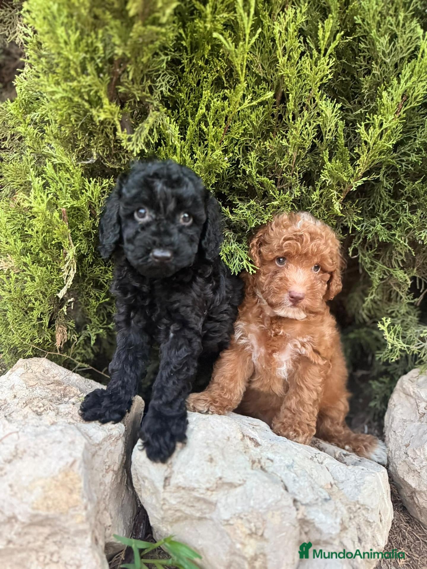Caniche Toy perros CANICHE TOY - ✅ DOS DISPONIBLES - Anuncio 2