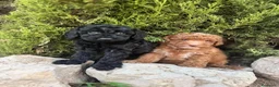 Caniche Toy perros en venta: CANICHE TOY - ✅ DOS DISPONIBLES - Anuncio 1