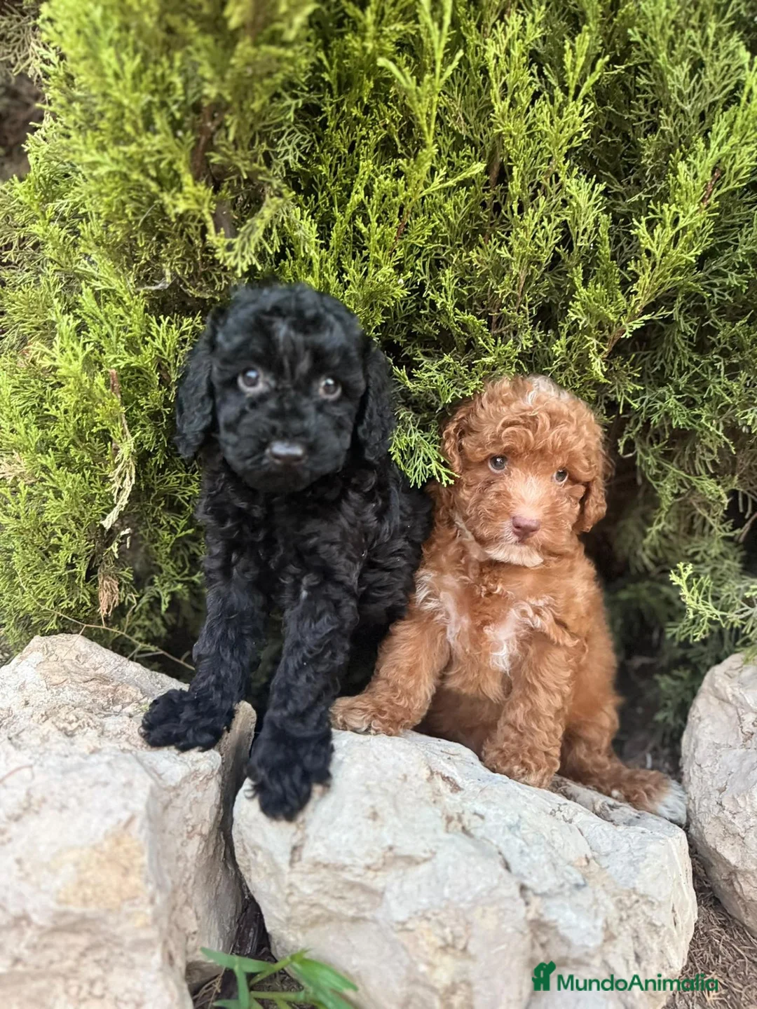 Caniche Toy perros en venta: CANICHE TOY - ✅ DOS DISPONIBLES - Anuncio 1