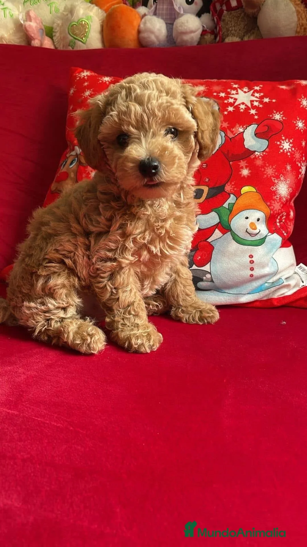 Caniche Toy perros en venta: Caniches disponibles !  en Cáceres - Anuncio 4