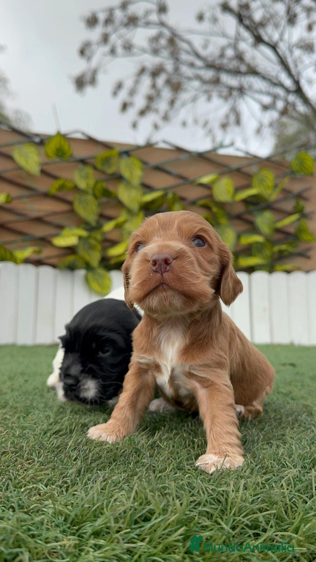 Cocker Spaniel Inglés perros en venta: COCKER SPANIEL INGLES - Anuncio 5