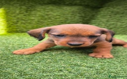 Teckel Miniatura perros en venta: camada teckel mini  - Imagen 2