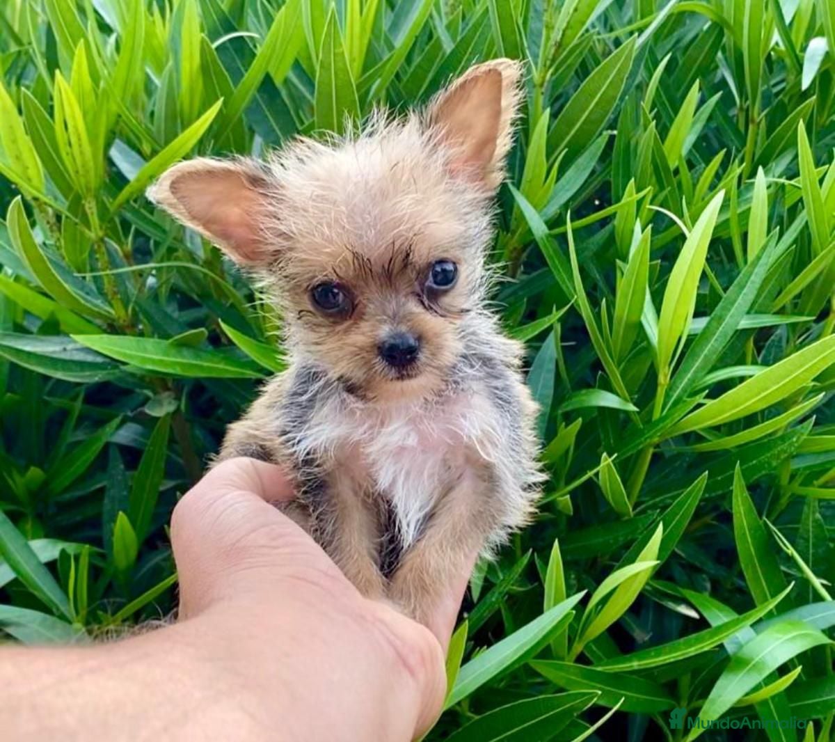 Raza Mixta perros Mix de yorkshire y chihuahua 💕 - Anuncio 3