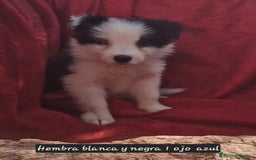 Border Collie perros en venta: Border collie clásico machos y hembras - Imagen 2