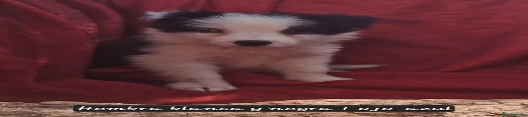 Border Collie Cachorro 3