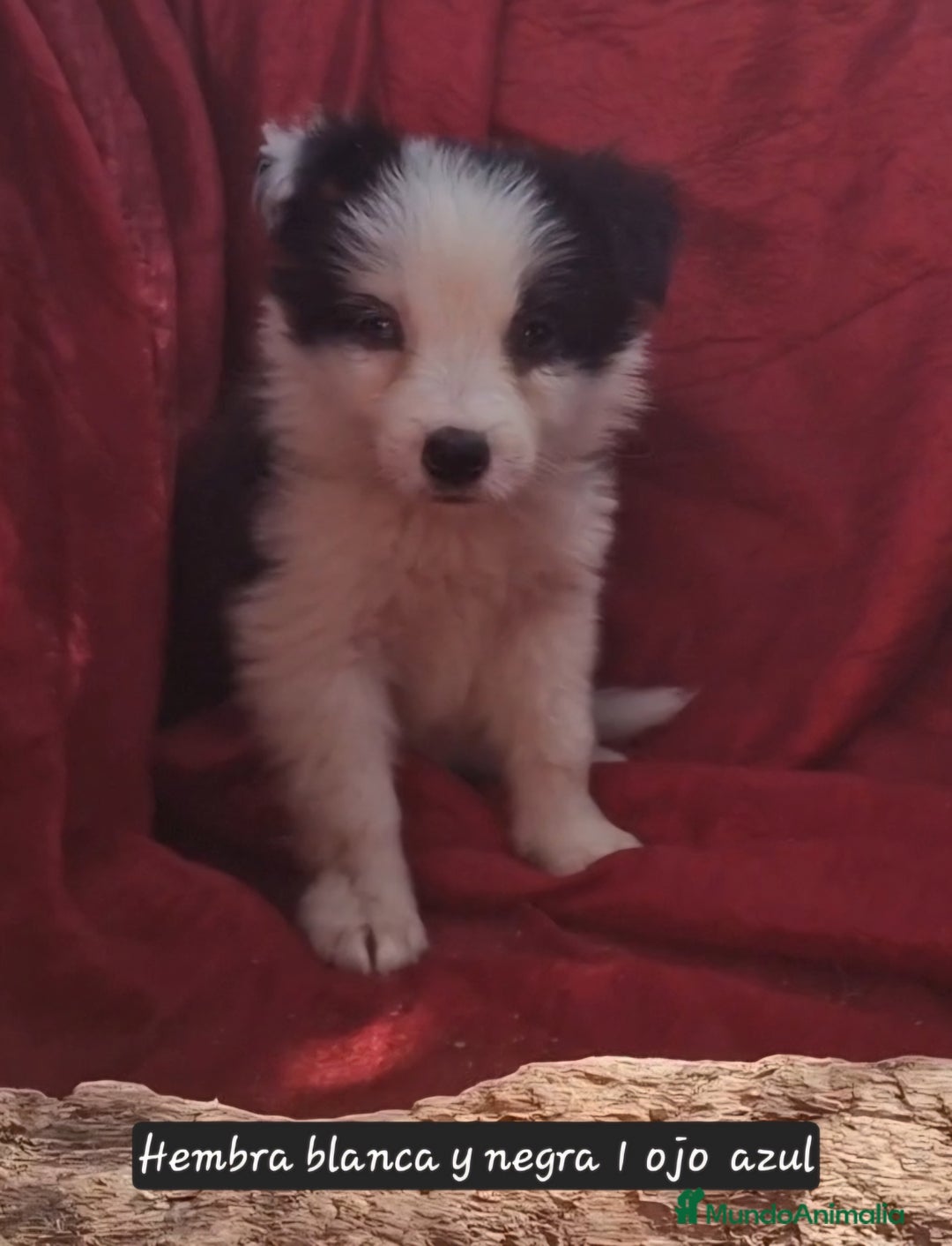Border Collie perros en venta: Border collie clásico machos y hembras - Imagen 2