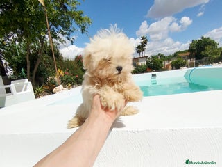 Bichón Maltés perros - Anuncio 2