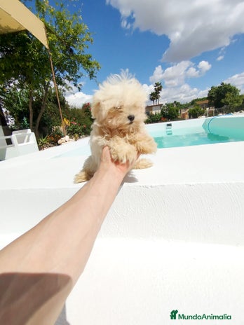 Bichón Maltés perros - Anuncio 2
