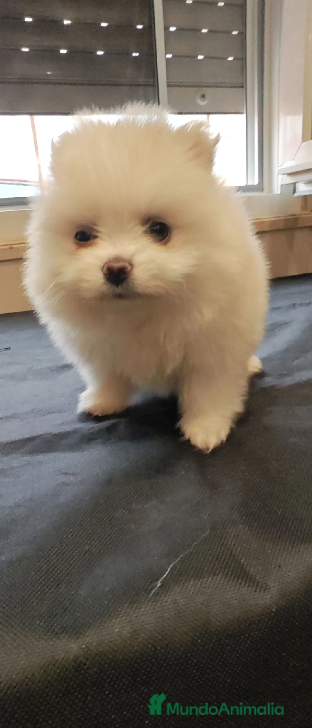 Pomerania perros en venta: ECONÓMICOS Disponible Hembras y 2 macho POMERANIA - Anuncio 1