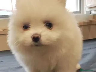 Pomerania perros Disponible 1 hembras y 2 machoPOMERANIA - Anuncio 2