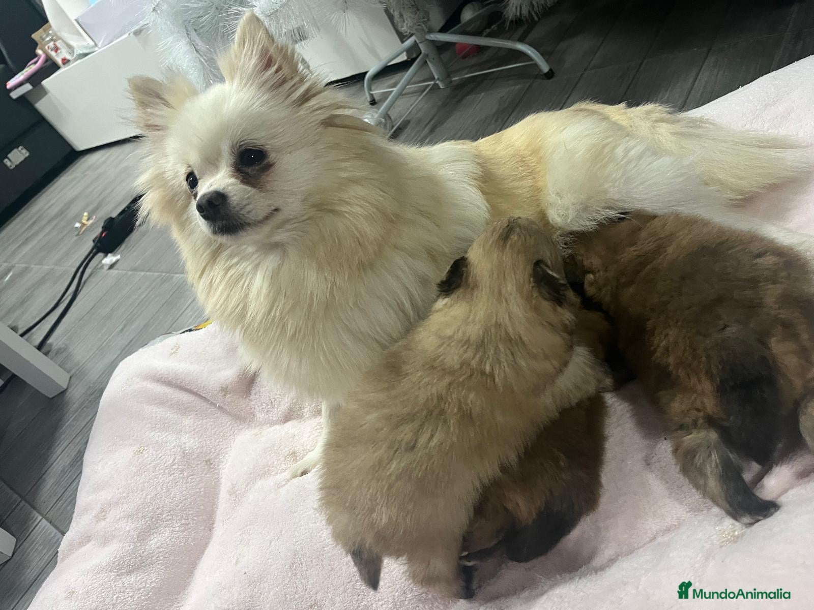 Pomerania perros Cachorros de pomerania  - Anuncio 1