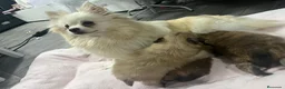 Pomerania perros en venta: Cachorros de pomerania  - Anuncio 1