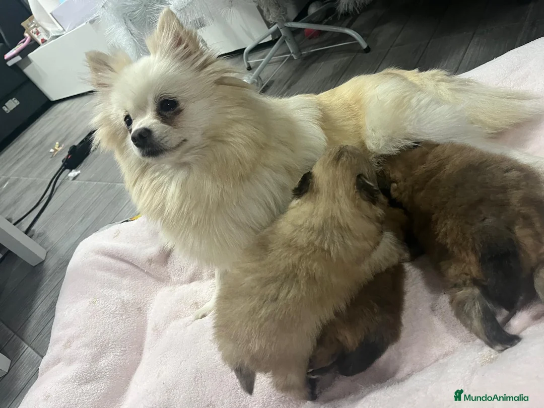 Pomerania perros en venta: Cachorros de pomerania  - Anuncio 1