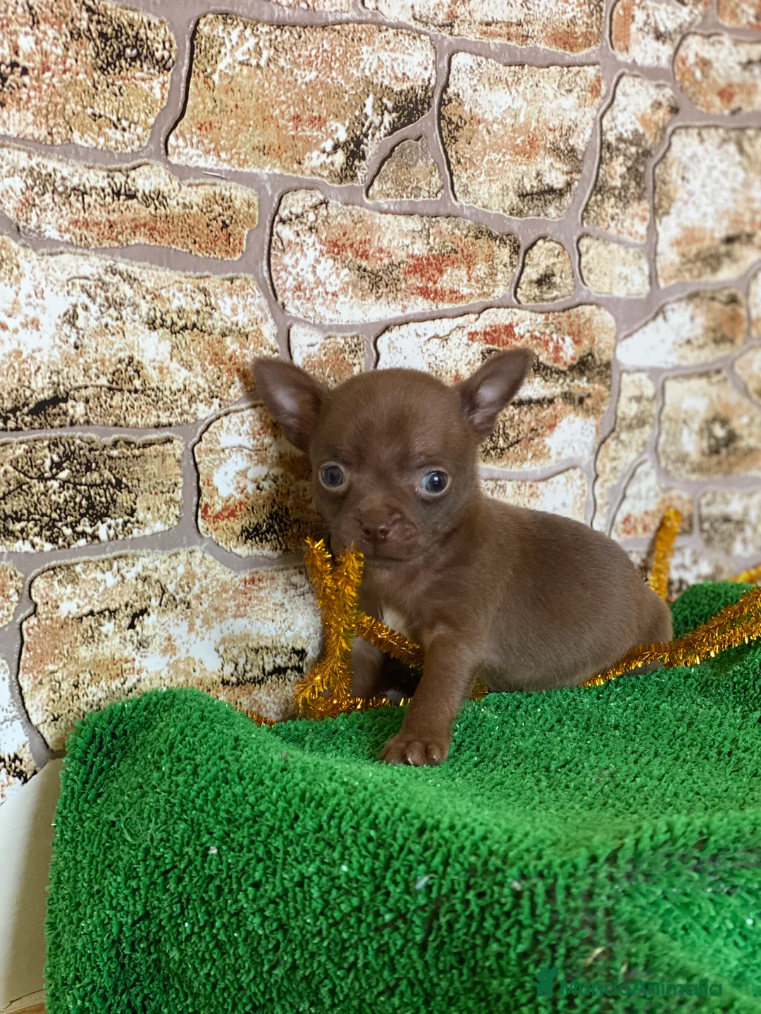 Chihuahua perros en venta: Chihuahua Toy  en Ciudad Real - Anuncio 3