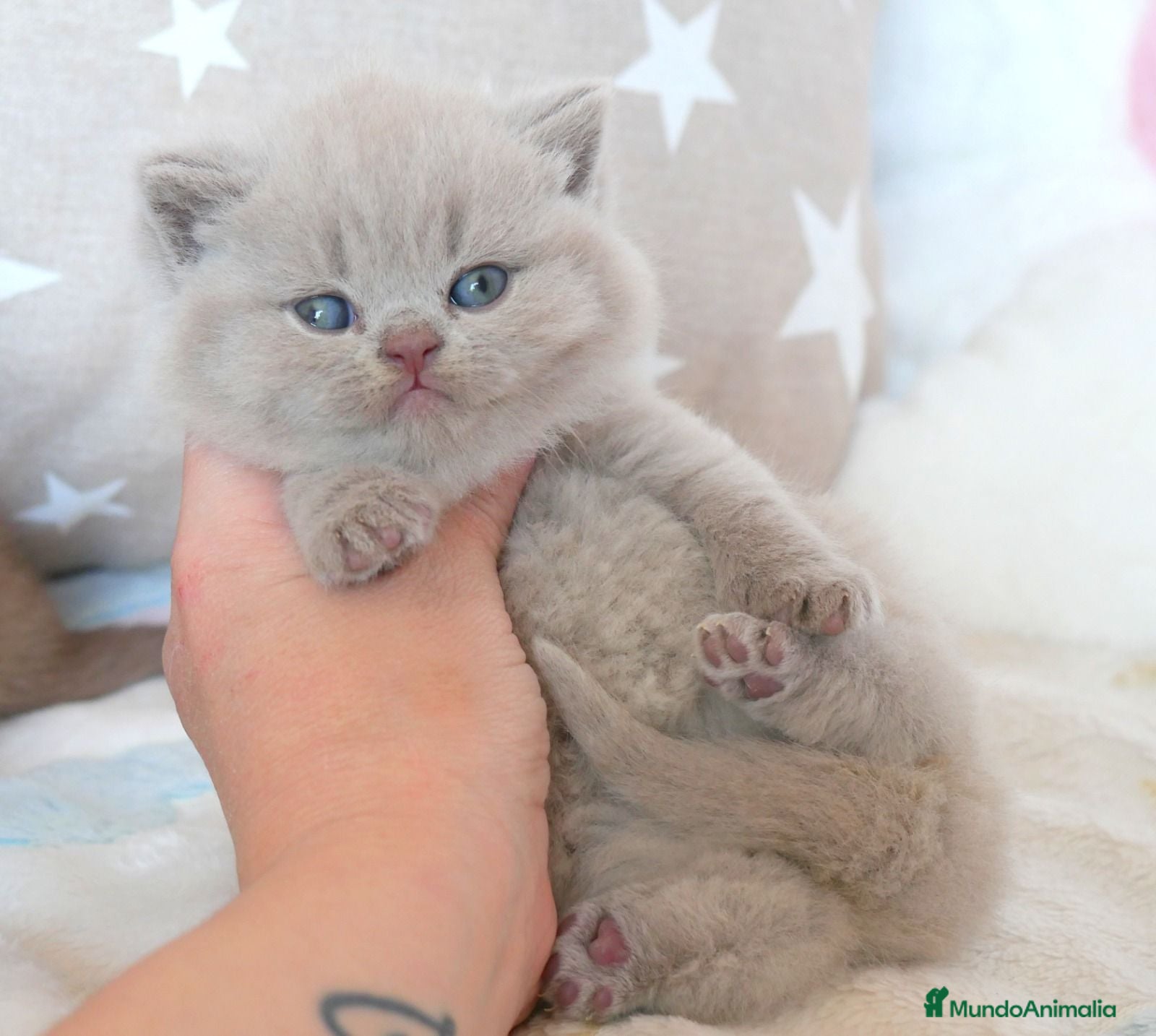 Británico de Pelo Corto gatos 🐱GATITOS BRITISH DISPONIBLES – ÚLTIMAS RESERVAS🐱 - Anuncio 2