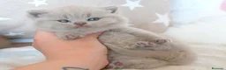 Británico de Pelo Corto gatos en venta: 🐱GATITOS BRITISH DISPONIBLES – ÚLTIMAS RESERVAS🐱 - Anuncio 2