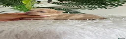 Chihuahua perros en venta: CHIHUAHUA  - Anuncio 1