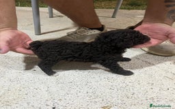 Perro de Agua Americano perros en venta: Perros de agua  - Imagen 2