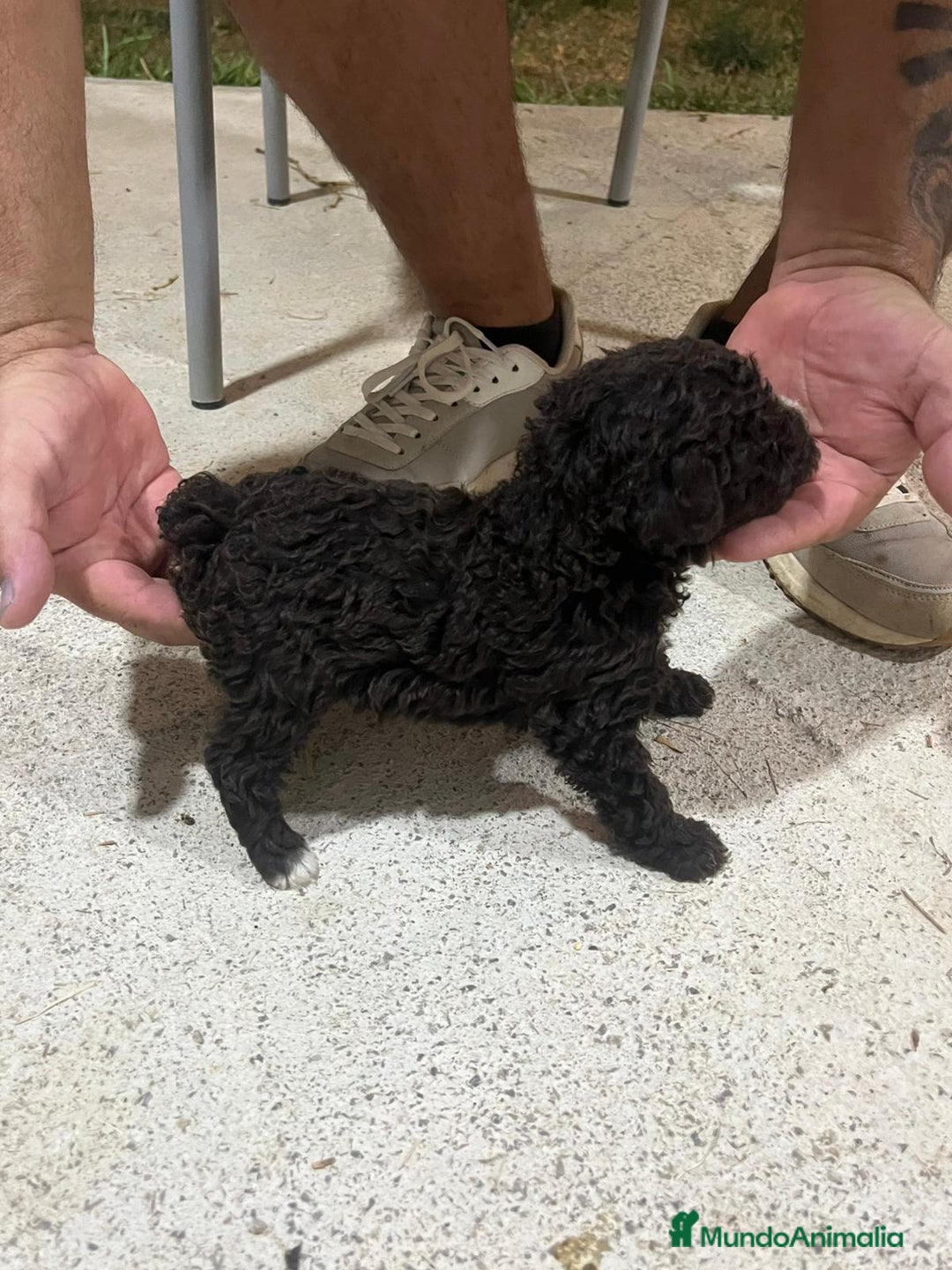 Perro de Agua Americano perros en venta: Perros de agua  - Imagen 2