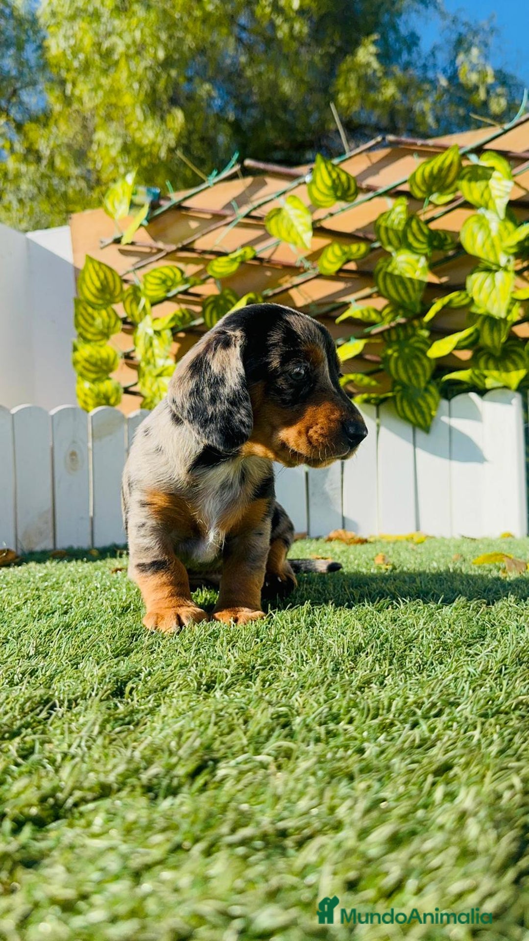 Teckel Miniatura perros en venta: TECKEL MINIATURA HEMBRA - Anuncio 10