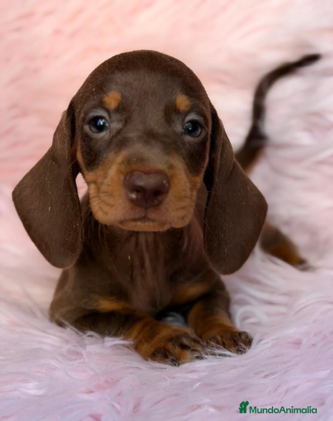 Teckel Miniatura perros en venta: Camada teckel choco y arlequin chocolate 🐾 - Anuncio 2