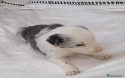 Border Collie perros en venta: Border collie  - Imagen 8