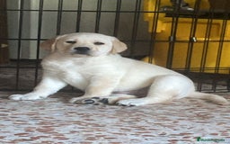 Labrador Retriever perros en venta: Ultimos cachorros - Imagen 2