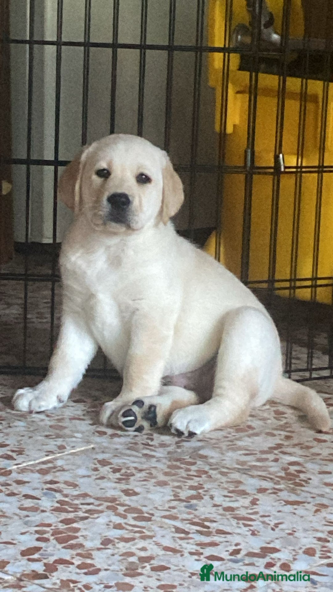 Labrador Retriever perros en venta: Ultimos cachorros - Imagen 2
