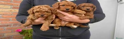 Caniche Toy perros en venta: Caniche Toy  - Anuncio 1