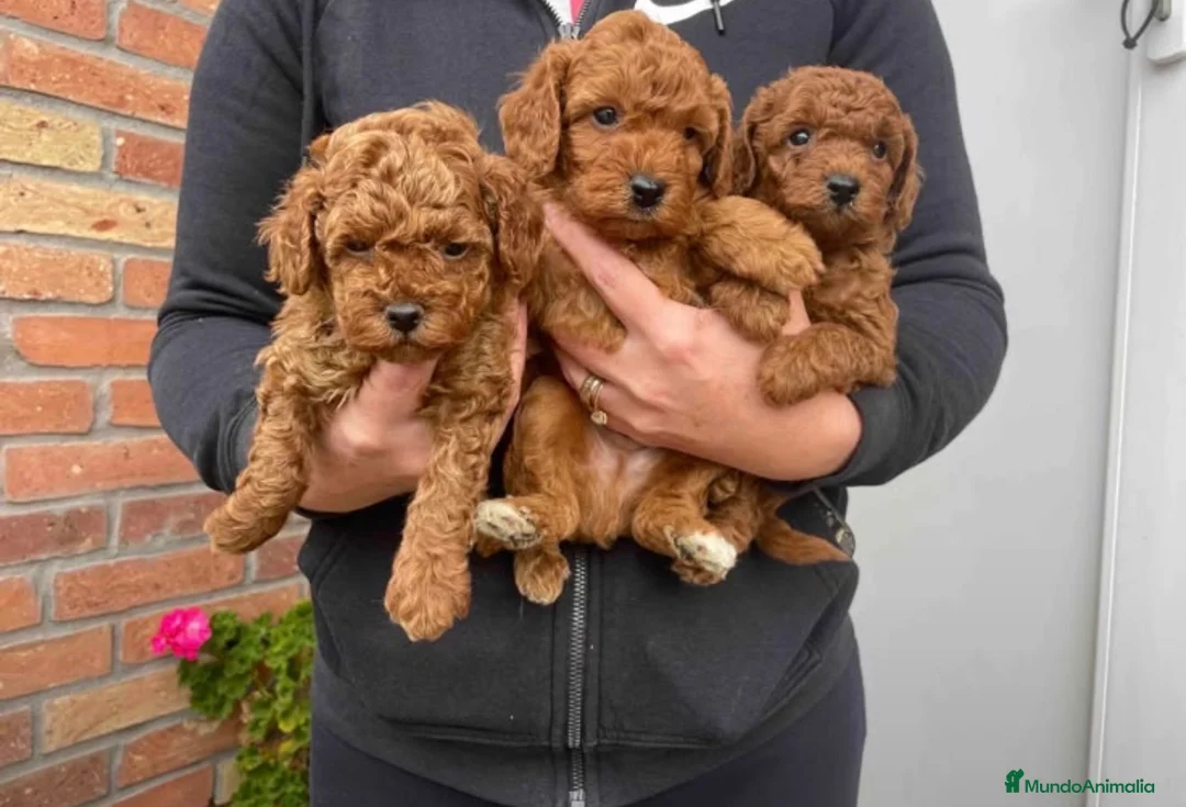 Caniche Toy perros en venta: Caniche Toy  - Anuncio 1