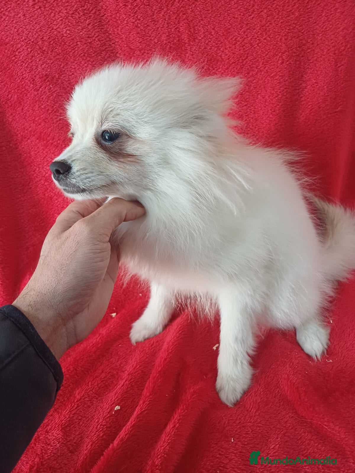 Pomerania perros Pomerania Mini  - Anuncio 2