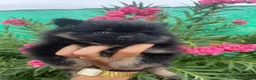 Pomerania perros en venta: Cachorra pomerania  - Anuncio 5