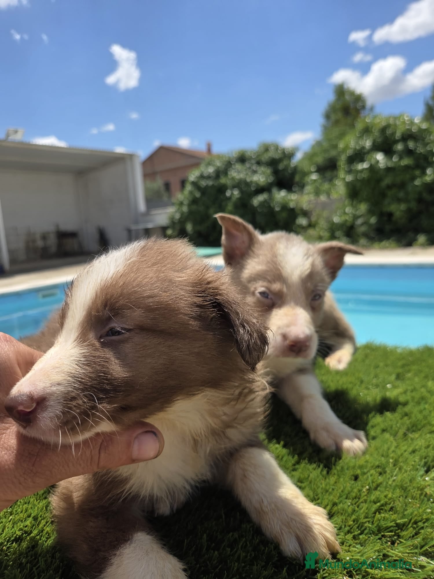 Border Collie perros en venta: Disponibles Border collies Chocolates y lilac - Anuncio 2